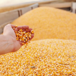 O grão de milho é o concentrado energético mais utilizado para nutrição animal em todo o Brasil.