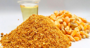 DDGS na substituição de insumos para alimentação animal